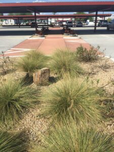 Bushes growing around a tree stump in an urban area.